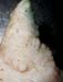 nodules_trayon_ov