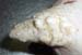 nodules_trayon_ov2