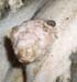 nodules_trayons_ov
