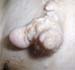 trayon_surnumeraire_grosplan_ov