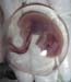 foetus_enveloppes_ov (1)