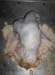 momie_brebis (1)