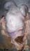 momie_brebis (2)