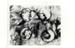 ov_necrose_cotyledons