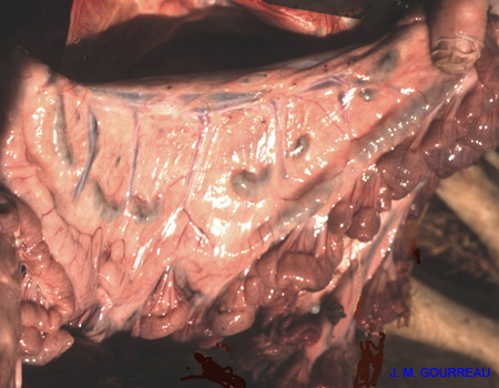 Bluetongue Adénite intestinale 01 JM.G