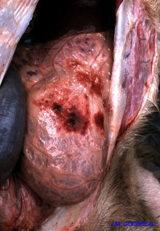 Bluetongue Hémorr. rumen 02 JM.G