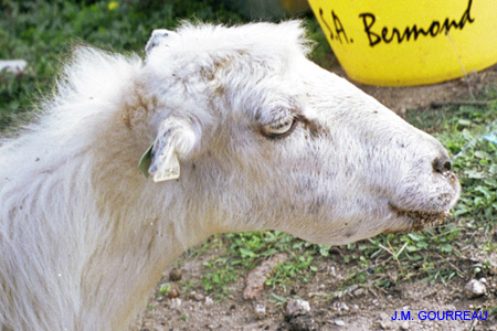 Bluetongue Oedème tête 01 DSV 2A