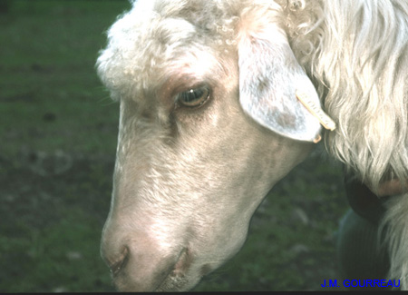 Bluetongue Oedème tête 01 JMG