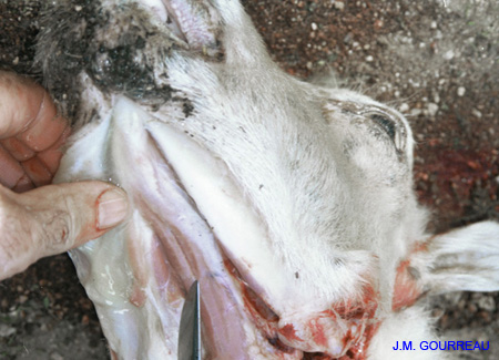 Bluetongue Oedème tête 02 DSV 2A