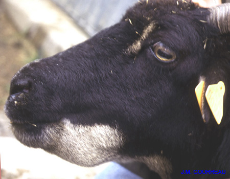 Bluetongue Oedème tête 02 JMG