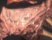 Bluetongue Adénite intestinale 01 JM.G