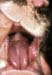 Bluetongue Cyanose langue 01.JM.G.