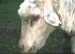 Bluetongue Oedème tête 01 JMG