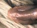 Bluetongue Ulcère langue 01 JMG