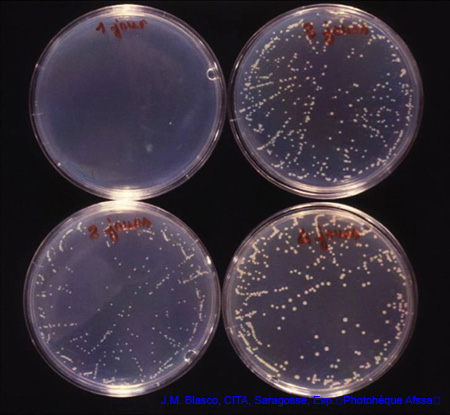 colonies_brucella_melitensis