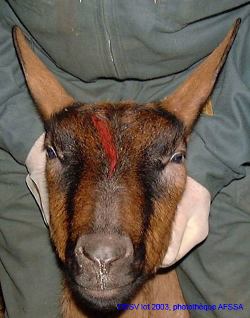 intradermiquecp