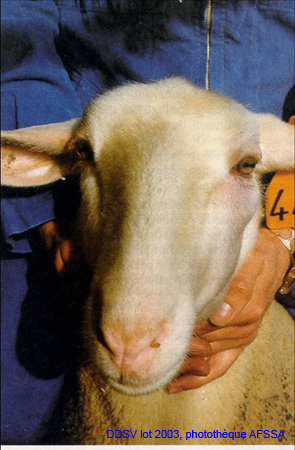 intradermiqueov