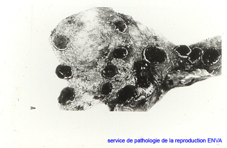 ov_placentite_b_ovis