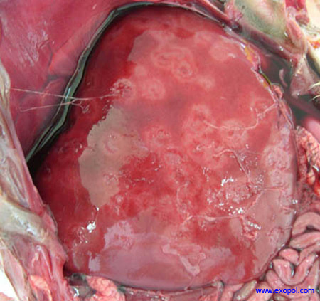 campylobacter_exopol