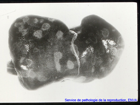 ov_vibriose_lesion_foie_avorton