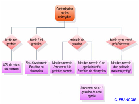 diag_sympt_brebis_chlamydie