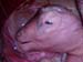 suspicion_avort_chlam_ov_ginie (7)