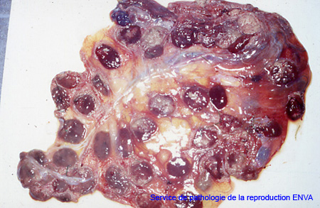 ov_placenta_avortement_rickettsia (1)