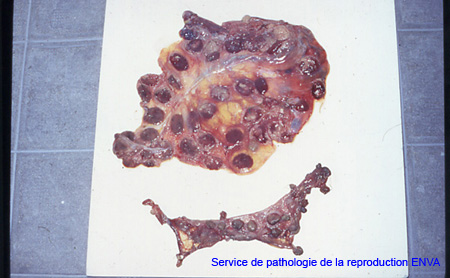 ov_placenta_avortement_rickettsia