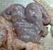 uterus_gestation (1)