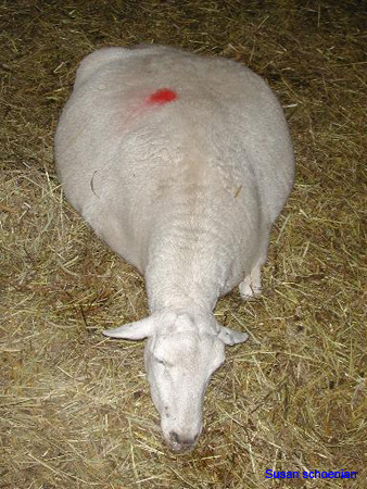 brebis_hypocalcemie_susan_schoenian_www.sheepandgoat.com