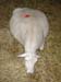brebis_hypocalcemie_susan_schoenian_www.sheepandgoat.com