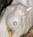 chapelet_abces_sagital_ov