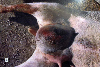 mammite_gangreneuse_aiguë_ov_2_ceva
