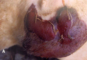 mammite_gangreneuse_aiguë_ov_ceva