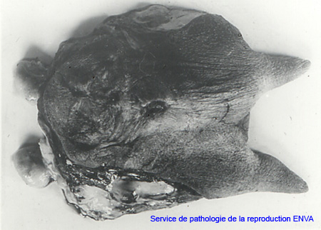 Cmammite pyogene 1