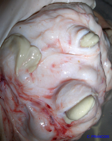 mammite coryne brebis (6)