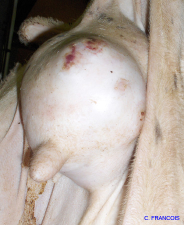 mammite mouton