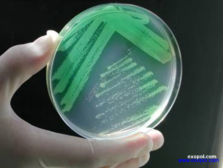 pseudomonas_exopol