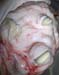 mammite coryne brebis (6)