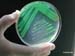 pseudomonas_exopol