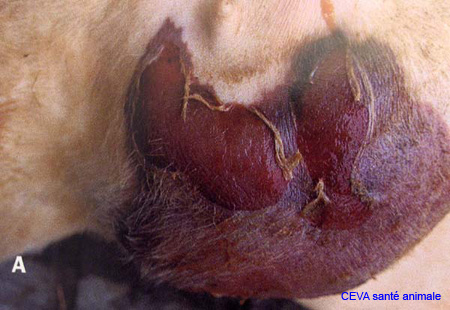 mammite_gangreneuse_aiguë_ov_ceva
