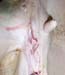 mammite gangreneuse guerie (1)