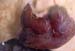 mammite_gangreneuse_aiguë_ov_ceva