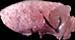 maedi_pneumonie_ov_1_ceva