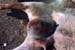 mammite_gangreneuse_aiguë_ov_2_ceva