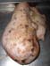 mammites_brebis (1)