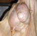mammites_brebis (3)