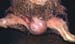 mc_aspergillus_ov