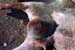 mammite_gangreneuse_aiguë_ov_2_ceva