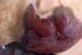 mammite_gangreneuse_aiguë_ov_ceva